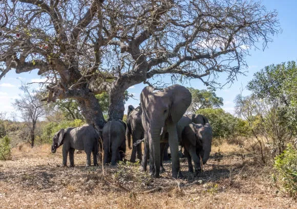 11 Day Africa Safari