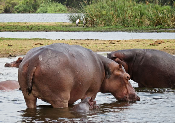 21 Day Wildlife Trip