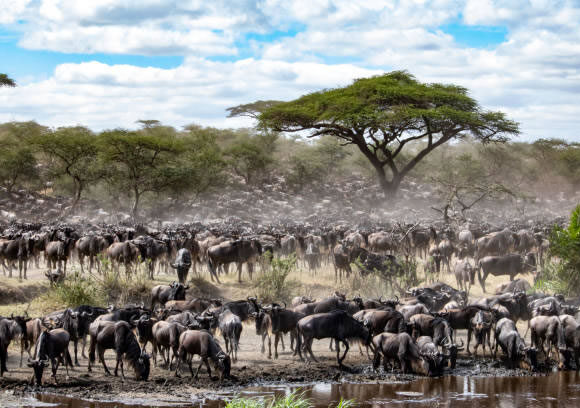 Wildebeest Migration Tour