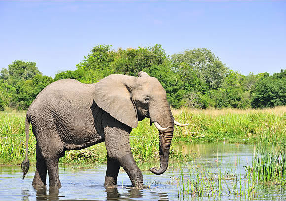 6-Day Trip to Uganda