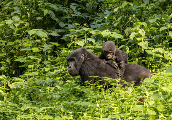 4-Day Holiday in Uganda