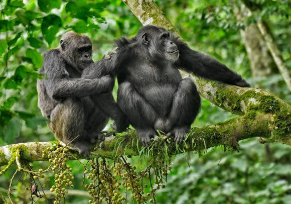 3 Days Chimpanzee Trekking in Uganda Kibale