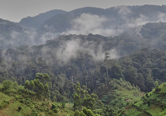 5 Days Flying Safari, Bwindi & Ishasha